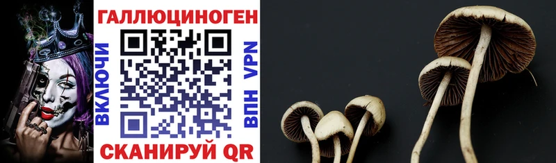 Купить где  Орск  Псилоцибиновые грибы Cubensis 